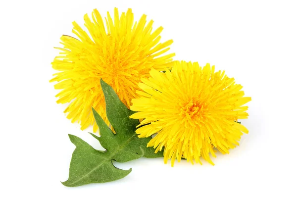Dandelion flowers with leaf, isolated. — Stock Photo, Image