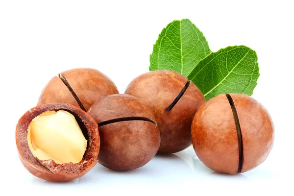 Macadamia-Nüsse isoliert. — Stockfoto