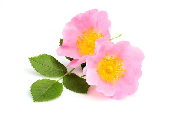 Rosehip flowers with leaf isolated. — Stock Photo, Image