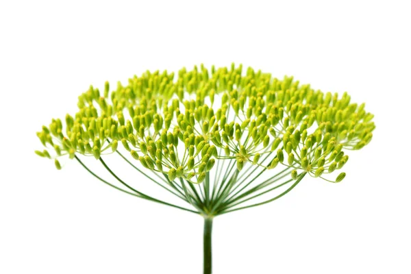 Wild fennel flower, isolated vertically. — Stock Photo, Image
