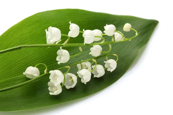 Convallaria majalis; Maiglöckchen. — Stockfoto