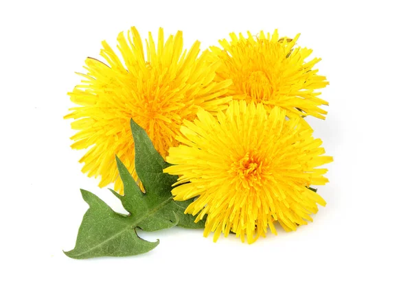 Yellow dandelions with dandelions leaf isolated closeup. — Stock Photo, Image