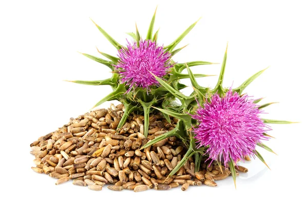 Samen einer Mariendistel mit Blüten. Silybum marianum, Scotch th — Stockfoto