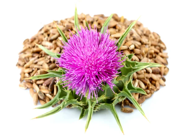 Semena květů; Silybum Marianum; Skotská Thistle; — Stock fotografie