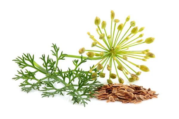 Fresh fennel and dill with seeds. — Stock Photo, Image