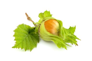 Beyaz arka plan üzerinde izole yaprak ile Taze yeşil filbert.
