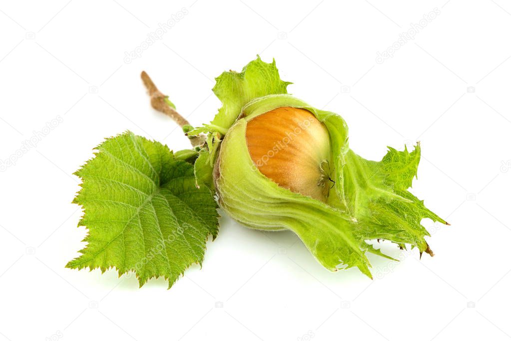 Fresh green filbert with leaf isolated on white background.