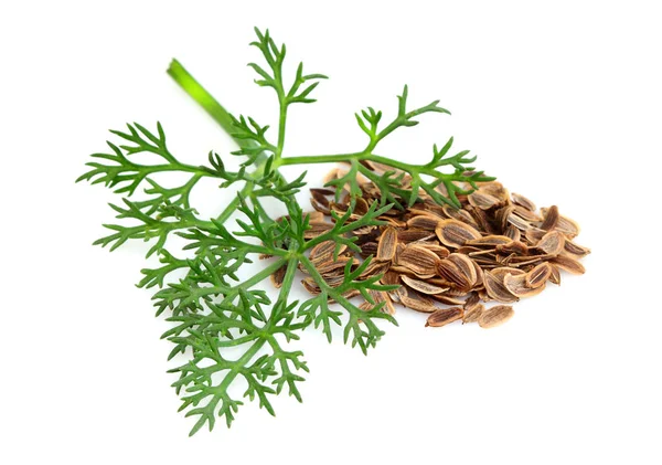 Sprig of dill with seeds of fennel isolated. — Stock Photo, Image