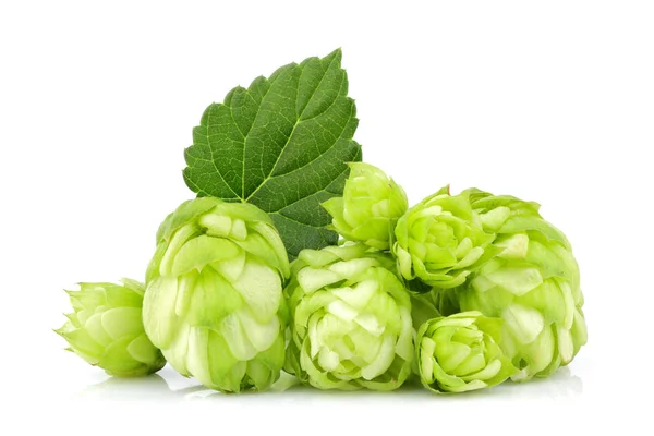 Frischer Branntweinhopfen isoliert. — Stockfoto