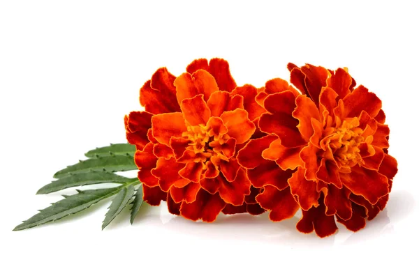 Growing marigold flowers with leaf isolated. — Stock Photo, Image