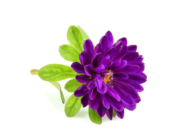 Flor de aster púrpura aislado . — Foto de Stock