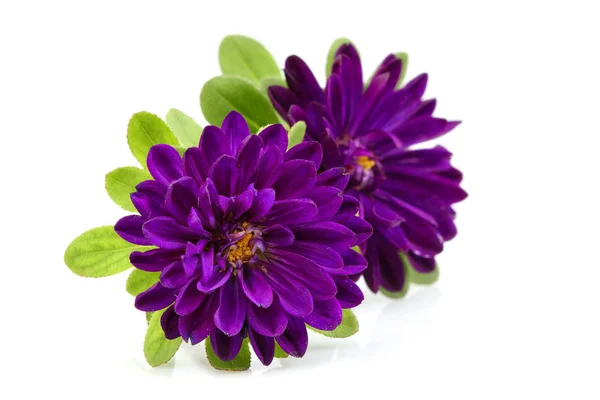 Two purple aster flower isolated. — Stock Photo, Image