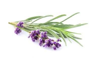 izole lavanta çiçekleri.