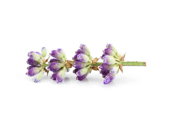 Lavanda planta isolada . — Fotografia de Stock