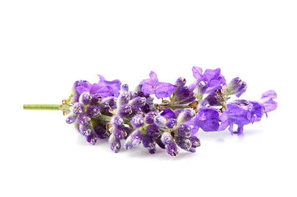 Blommande lavendel blommor närbild. — Stockfoto