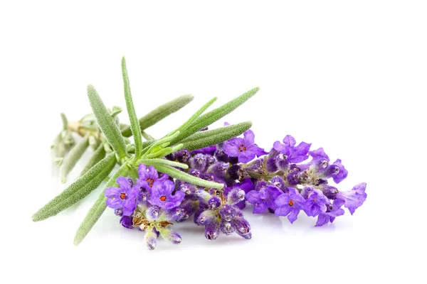 Lavanda planta com folhas isoladas . — Fotografia de Stock