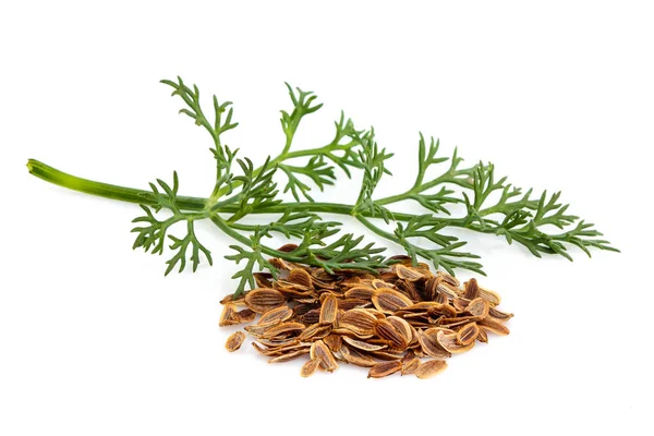 Fresh dill with seeds of fennel isolated. — Stock Photo, Image