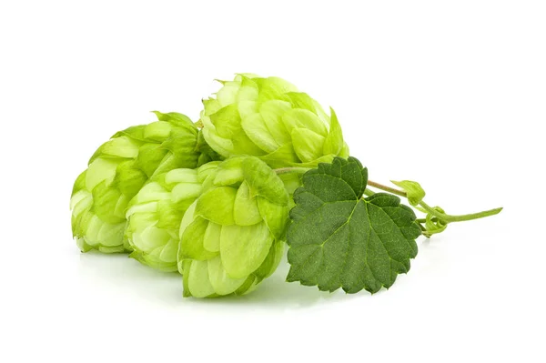 Houblon isolé sur blanc . Photo De Stock