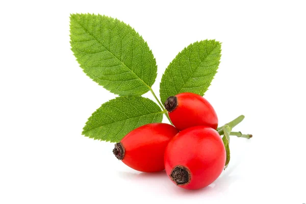 Hundsrose; Wildrose; rosa canina Beeren mit isolierten Blättern. — Stockfoto