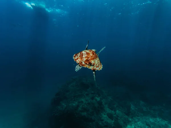 Tiro Subaquático Tartaruga Nadando Mar — Fotografia de Stock