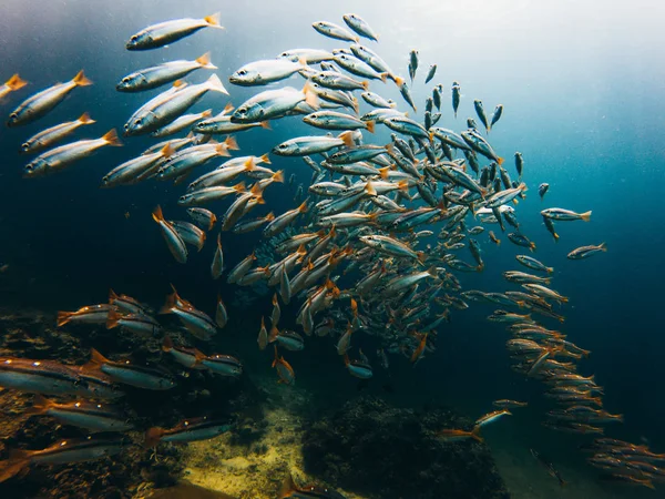 Tiro Subaquático Escola Móvel Peixe — Fotografia de Stock