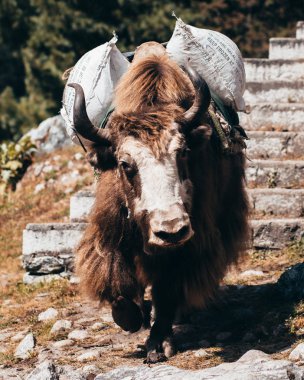 dağlık arazide ağırlık torbaları ile boğa görünümü