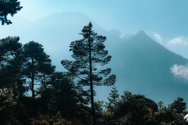 Silhouetted Pine Trees Mountains Background — Stock Photo, Image