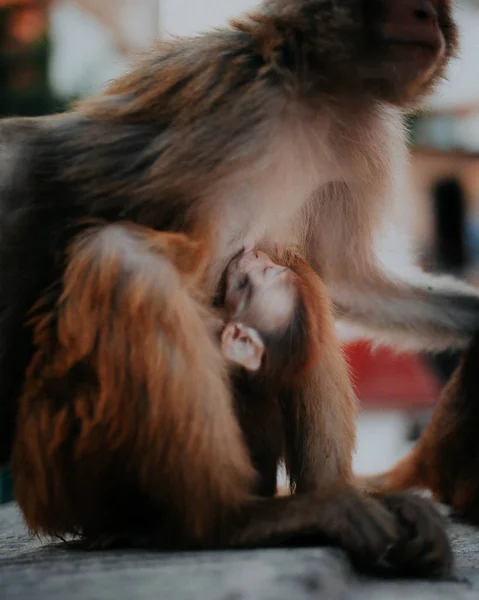 Madre Mono Alimentación Niño Primer Plano Disparo —  Fotos de Stock