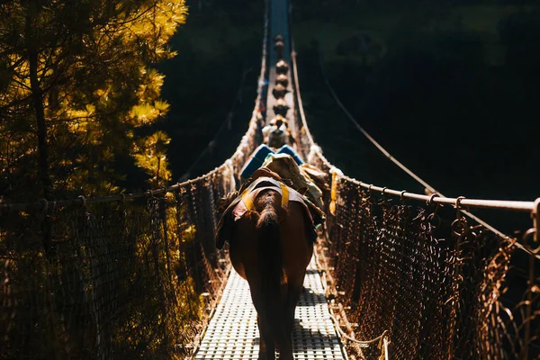 Θέα Των Ταύρων Σακούλες Βάρους Που Κινούνται Στη Γέφυρα — Φωτογραφία Αρχείου
