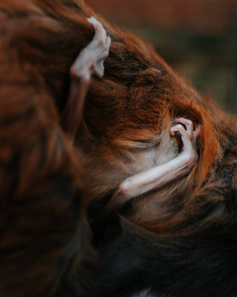 mother monkey with child, close up shot