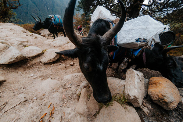 view of bulls with weight bags in mountainous landscape