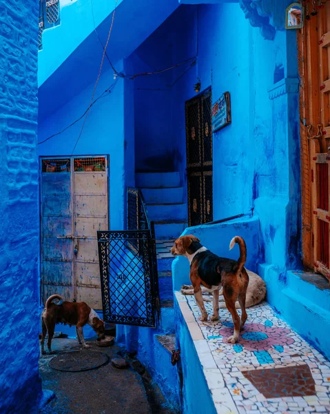 Χαριτωμένα Σκυλιά Στο Blue Street Του Μαρακές — Φωτογραφία Αρχείου