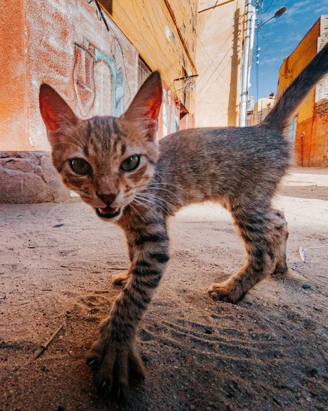 小灰色小猫在街上看着相机 — 图库照片