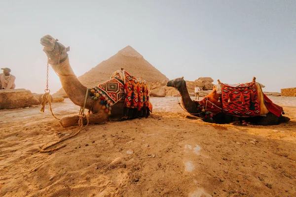 Camelos Pessoas Deserto Com Pirâmide Fundo — Fotografia de Stock