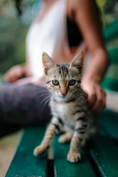 可爱的小猫坐在长凳上与去焦点的人在背景 — 图库照片