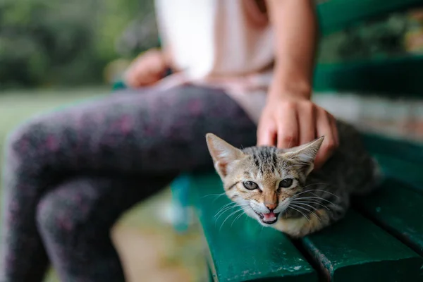 可爱的小猫坐在长凳上与去焦点的人在背景 — 图库照片