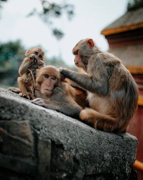 cute three monkeys on stone fence