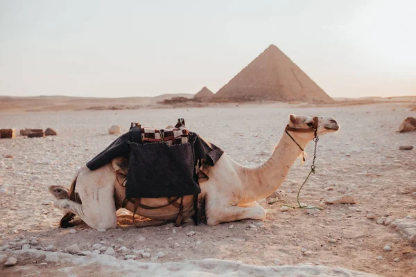 Camelo Deserto Com Pirâmide Fundo — Fotografia de Stock