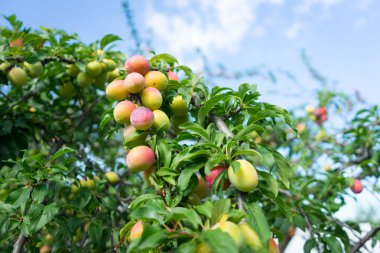 Erik ağacı meyvesi fotoğrafı.