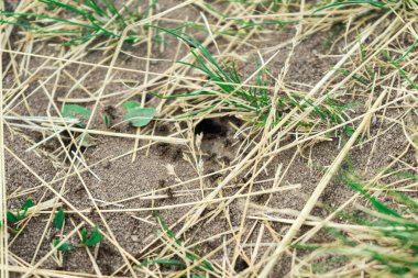 Karıncalar onların etrafında bir koloni.