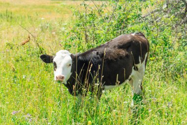 Buzağı arazide. Ev grubu arasında a evde beslenen hayvan.