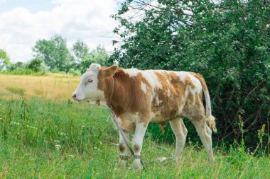 Buzağı arazide. Ev grubu arasında a evde beslenen hayvan.