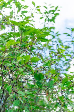 Fotoğraf siyah mürver meyve. Berry beslenme ve ilaç için.