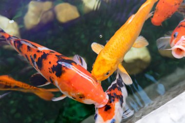 Renkli sazan denizinde yüzerim. Servet getiriyor balık.