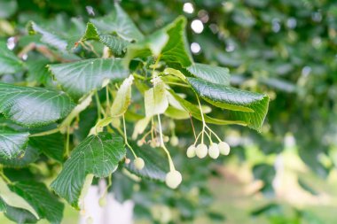 Olgun ıhlamur ağacı tohumları. Halk tıbbında kullanılan bitki.