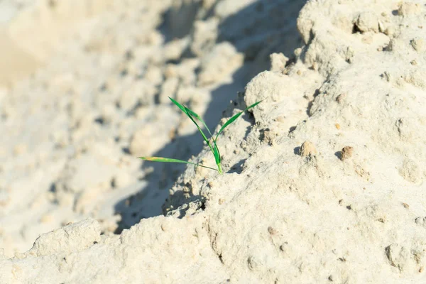 Grama Rompe Dunas Deserto — Fotografia de Stock