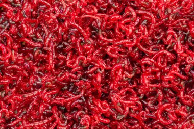 Bloodworm. Balık için yem. Bir yakın çekim fotoğraf.