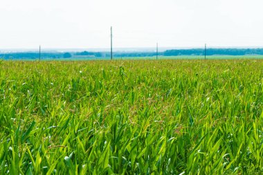 Mısır tarlası. Mısır tam olarak olgunlaşmış değildir.