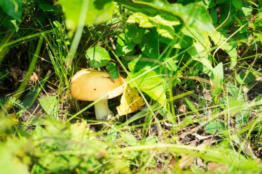 Mantar ormanın içinde arayın. Mantar eti için harika bir alternatiftir.