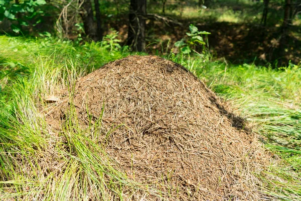 Anthill in the forest. Large colony of ants